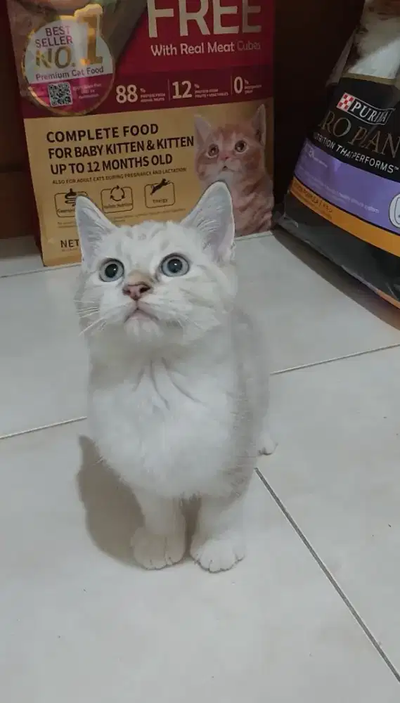 Kucing bsh mix ragdoll kitten british shorthair mix ragdoll