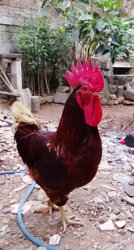 Ayam jago merah