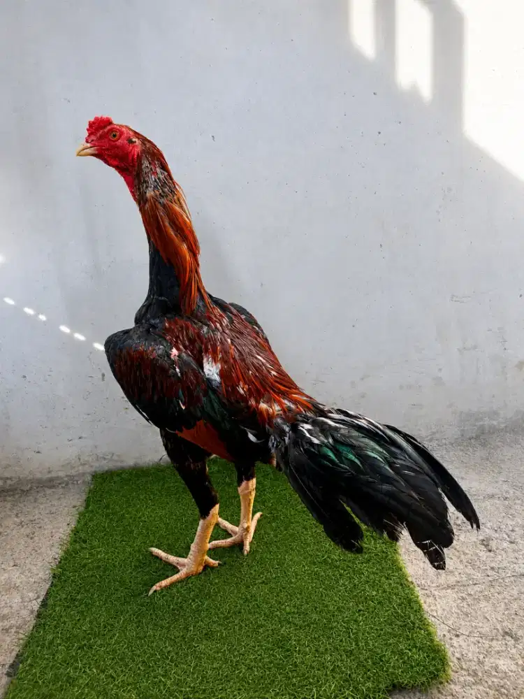 ayam Bangkok muda