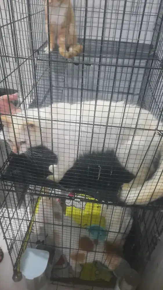 Kucing mixdrom,bulu bagus