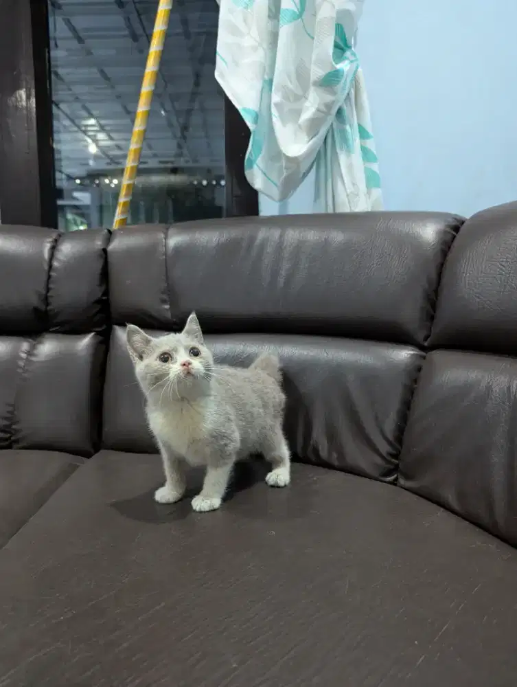 BSH jantan bico lilac