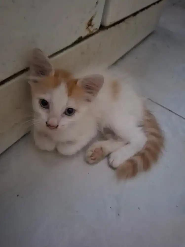 Kandang kucing (kucingnysj)