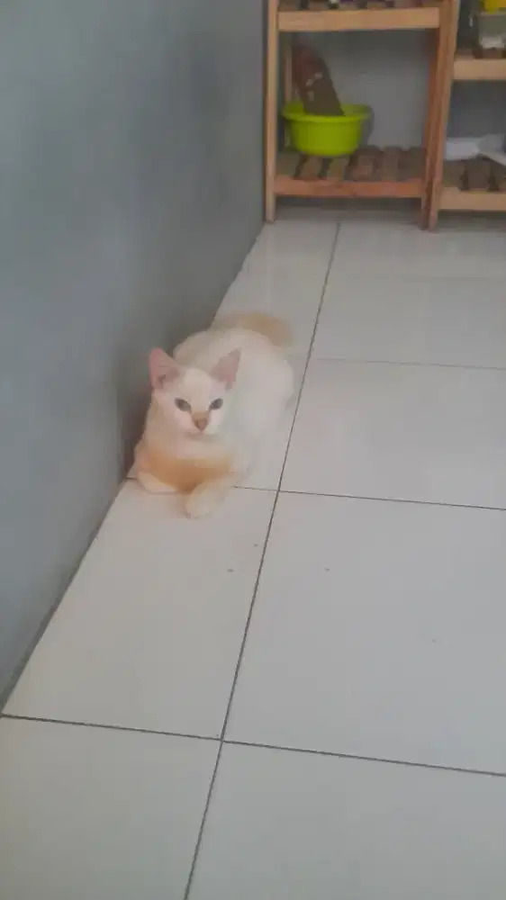 Kucing mixdrom putih