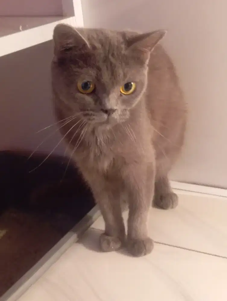 Kucing british shorthair mix persia