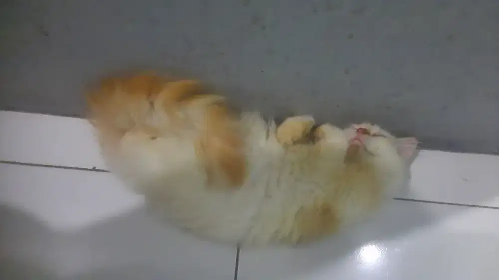 Kitten mixdrom putih