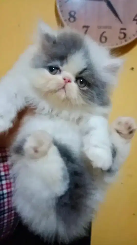 Kucing Persia Peaknkose Jantan