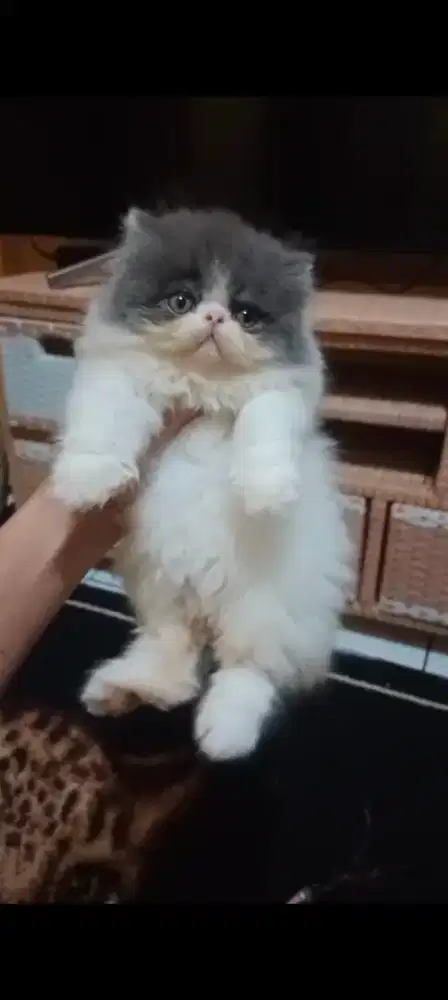 Kucing Persia Peaknose Betina
