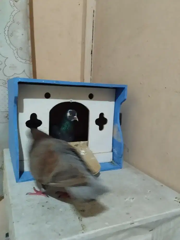 Burung dara kolong