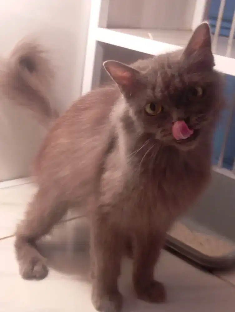 Kucing persia abu betina