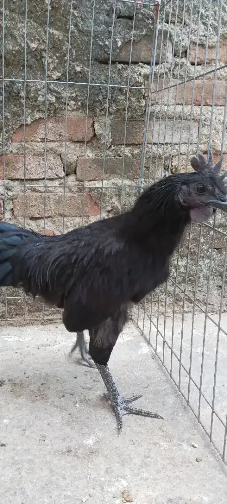 Ayam jago jantan cemani black sumatera