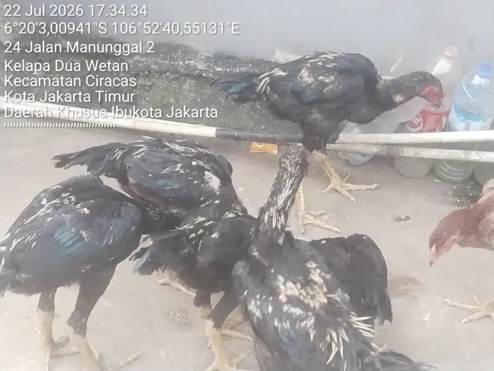 Ayam bangkok bukan kampung pelung 7ekor