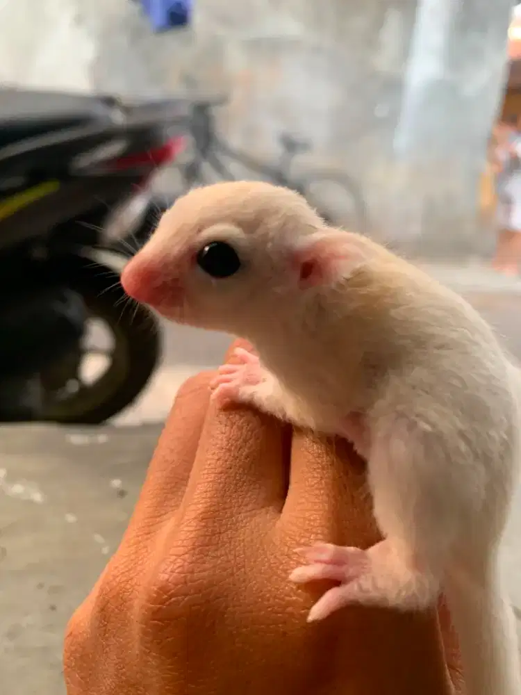 Sugar glider leucistic