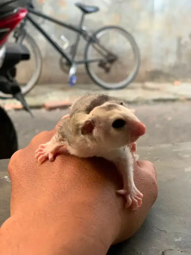 Sugar glider mozaic