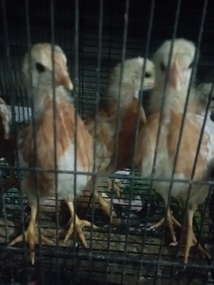 Ayam petelur umur 4-5 minggu