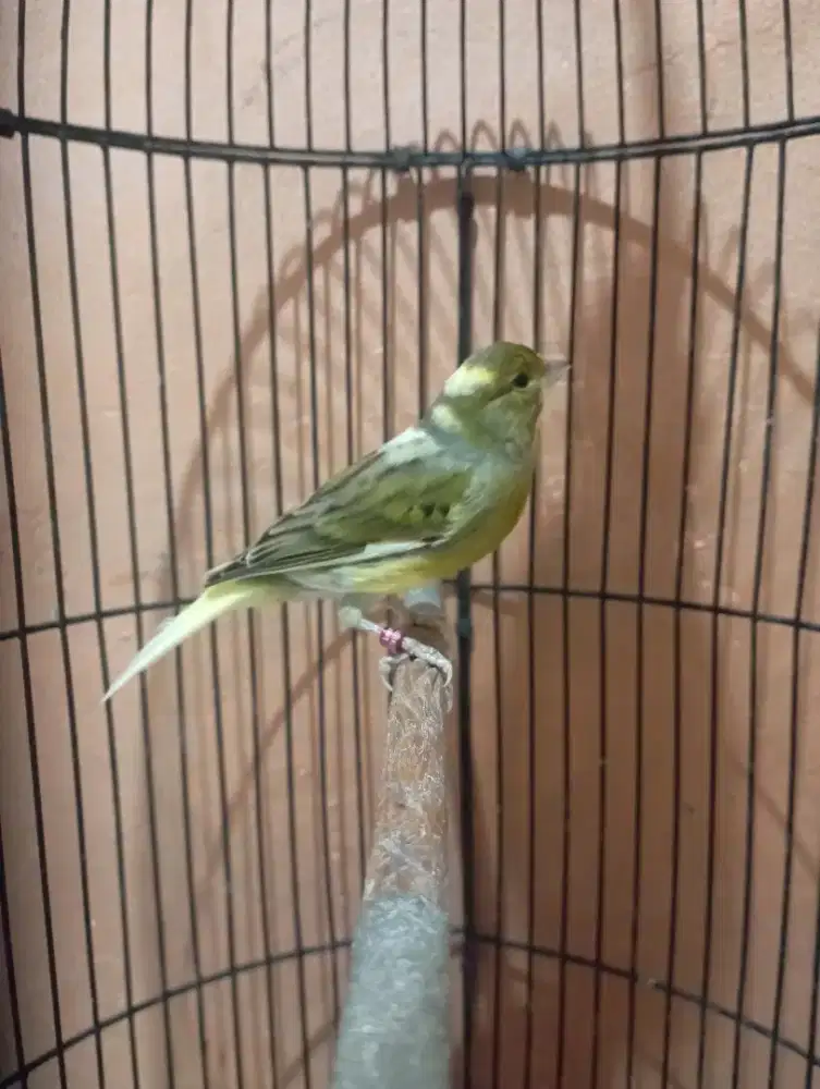 Burung Kenari muda rajin nyusun lagu pake ring