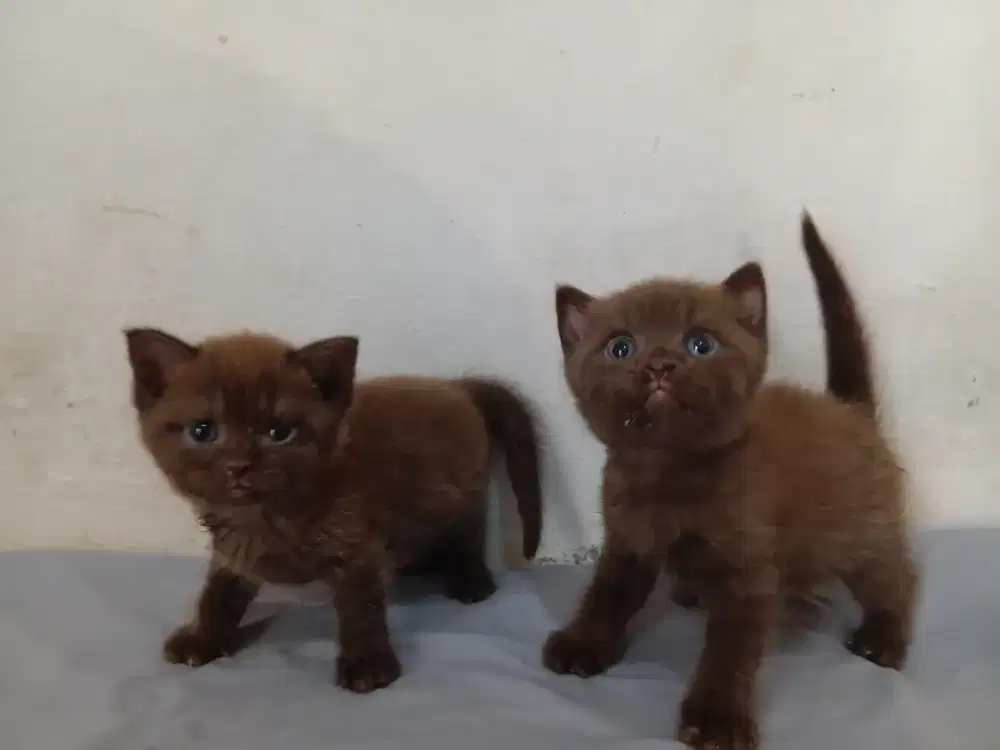Bsh choco line cinamon sepasang