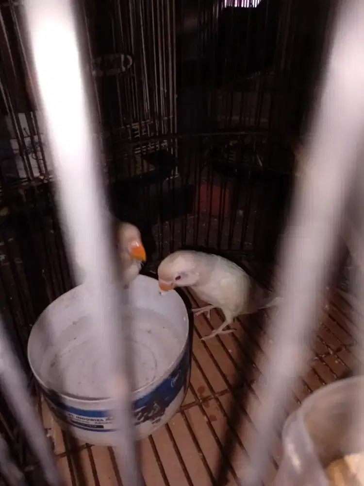 Paud lovebird albino mm