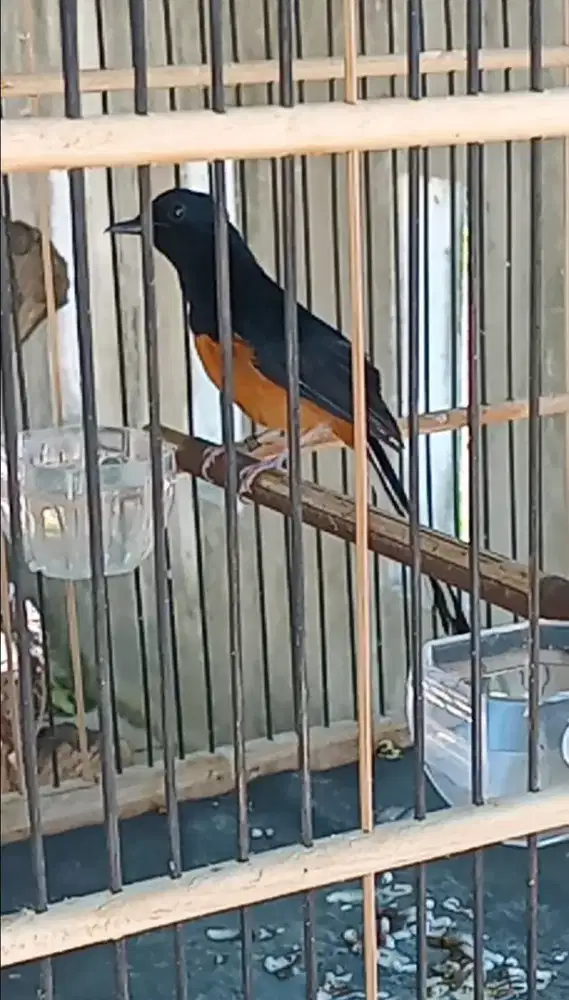 Murai Batu Lepas Dorong ekor