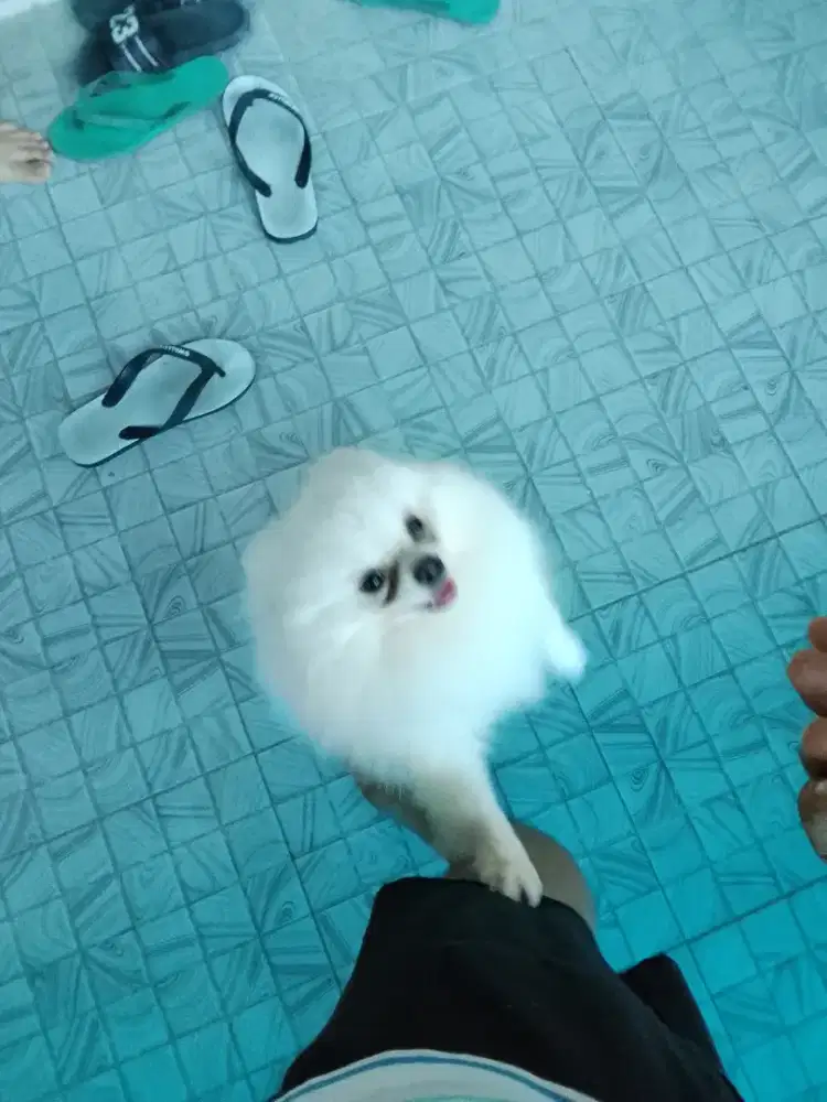 Mini Pom betina usia 11bulan