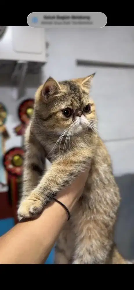 Kucing peaknose