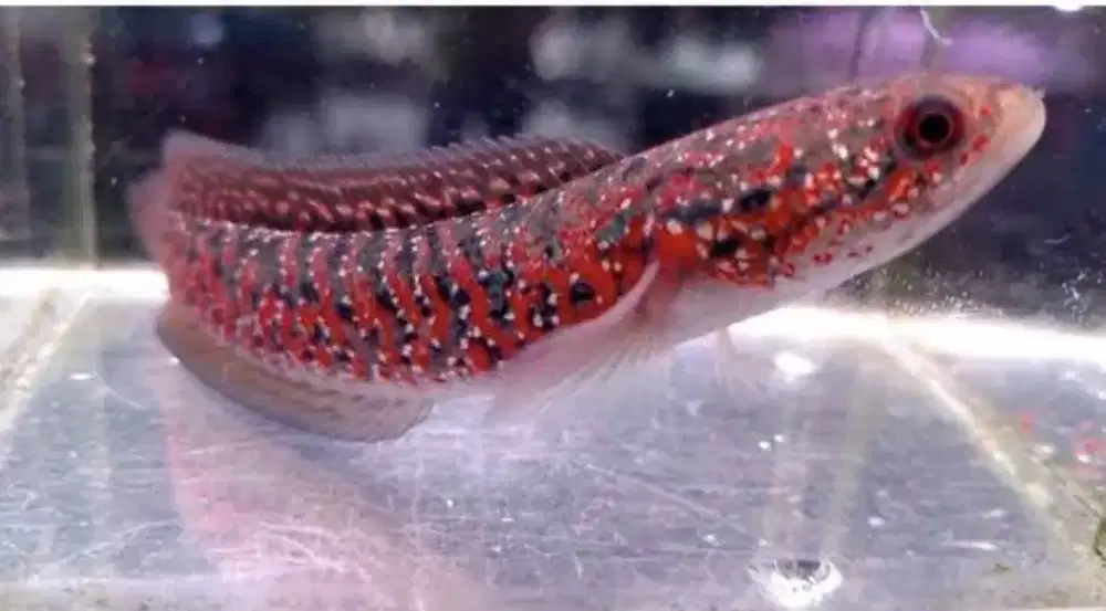 Jual full set ikan chana dan aquarium nya