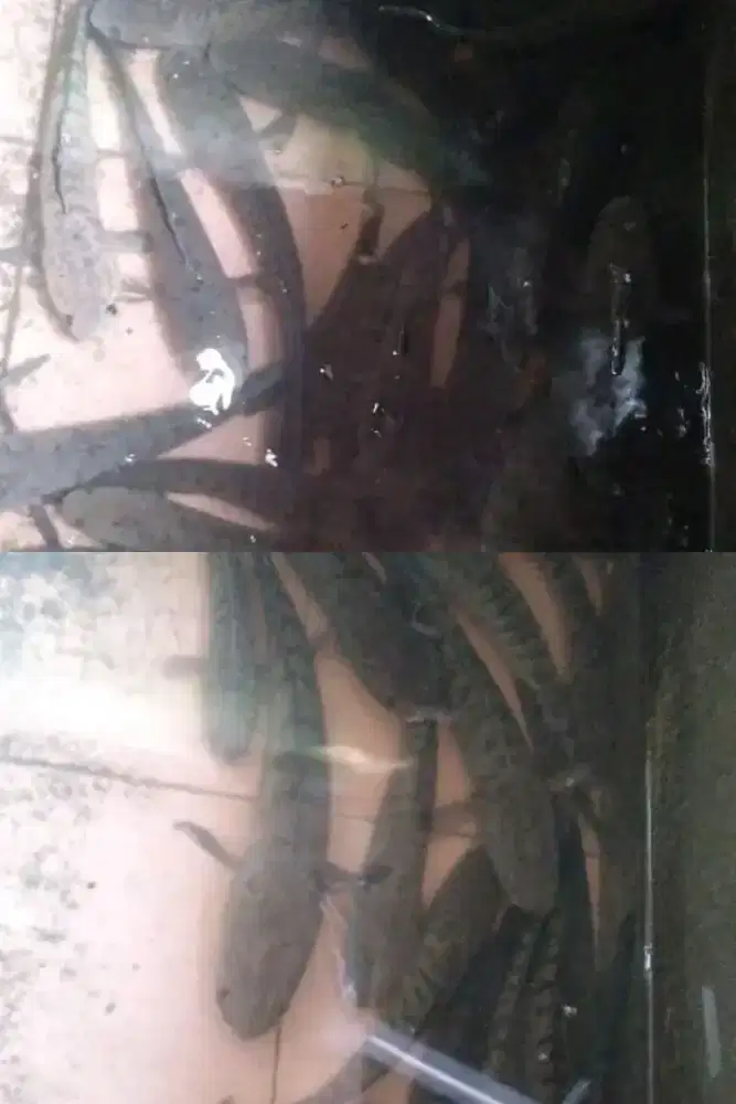 Makanan persalinan (gabus fresh)
