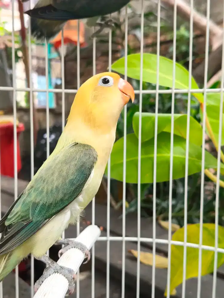 Lovebird AQUA PB FC Betina