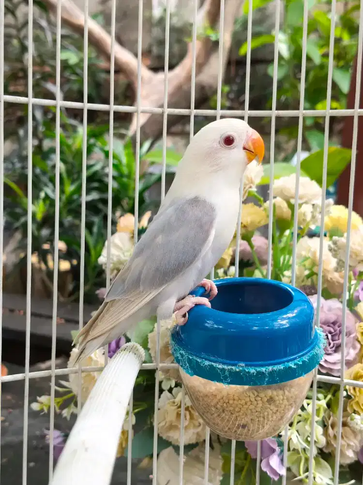 Lovebird PF BIO VIO JANTAN