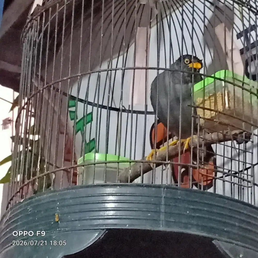Burung Jalak Kebo Fullset kandang