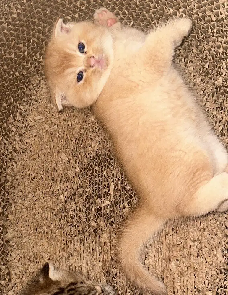 Kucing scottish fold