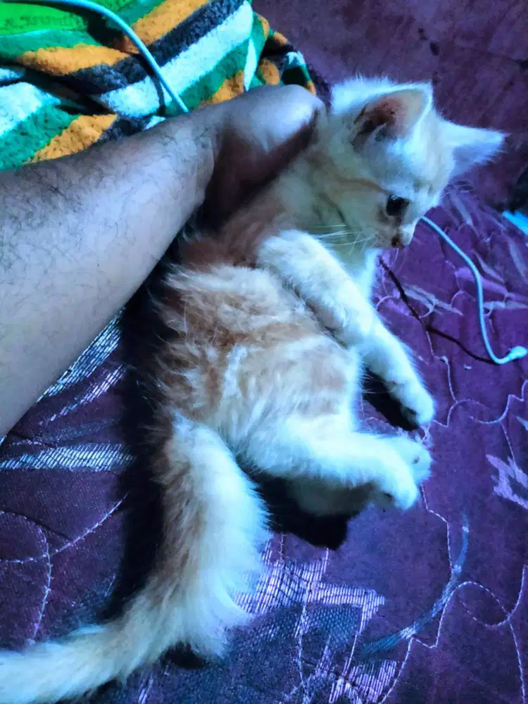 anakan ulat bulu