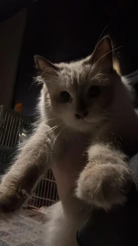 kucing Himalaya Persia Anggora Murah Meriah (open nego)