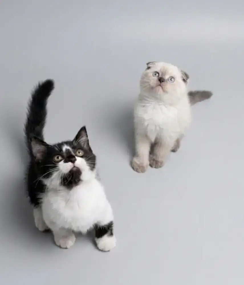 Sepasang Scottish Fold dan Munchkin BSH