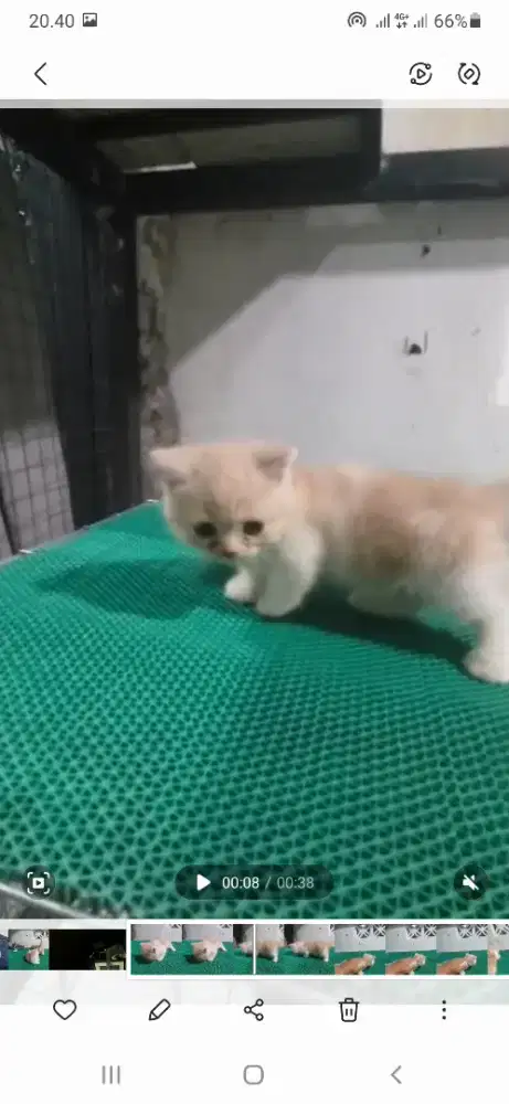 Kitten munchkin BSH