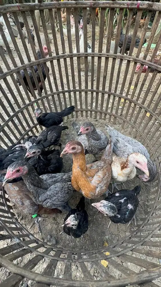 Ayam pama dan mangon