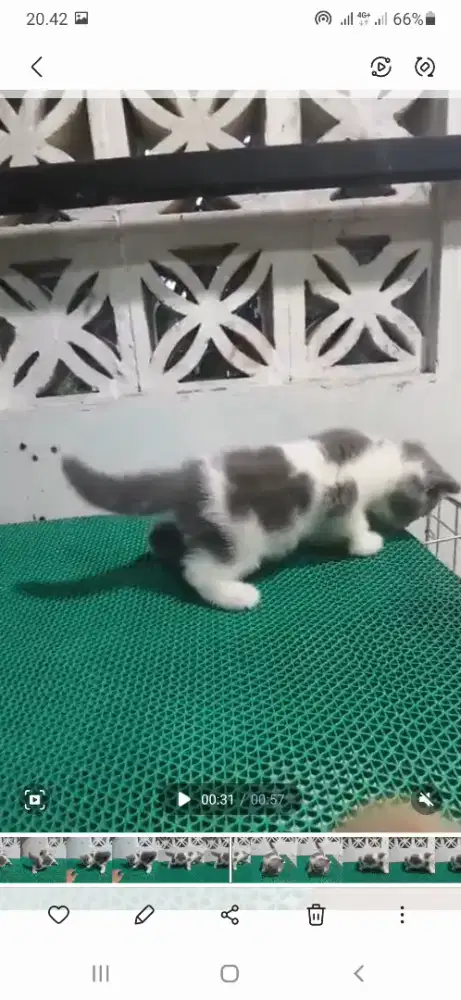 Kitten bsh warna abu putih