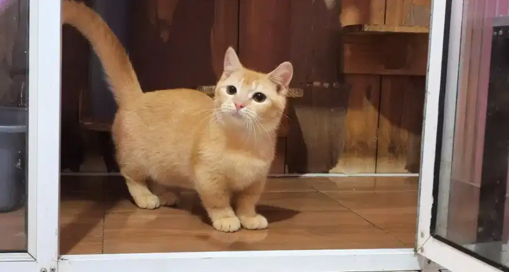 Kucing kitten munchkin red golden jantan