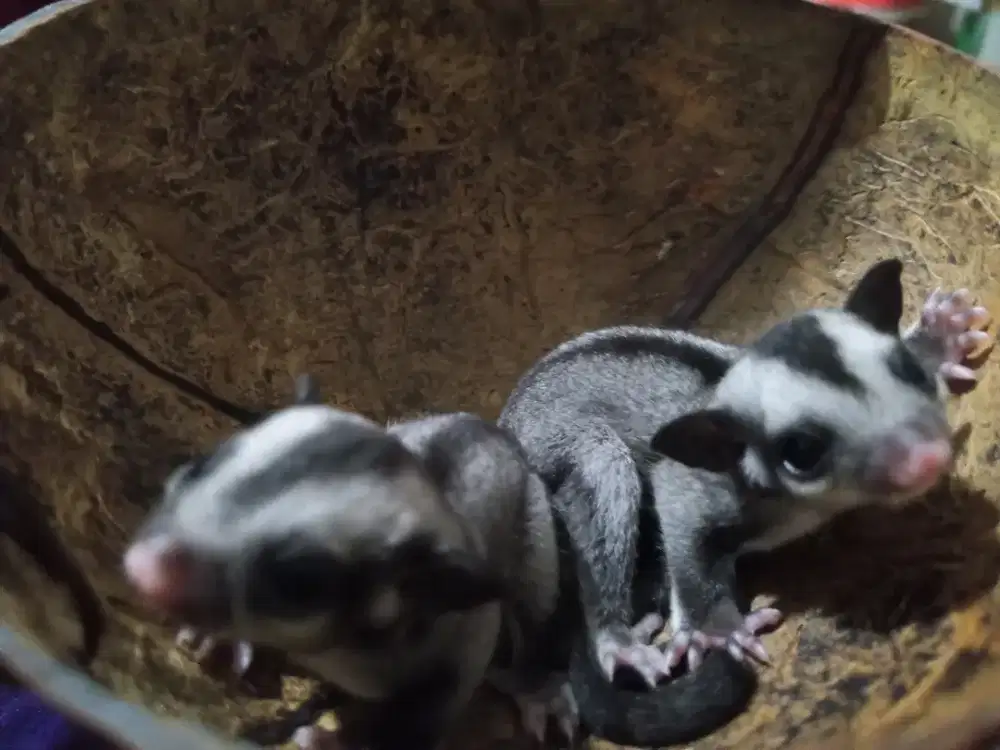 Sugar Glider tipe Classic Grey