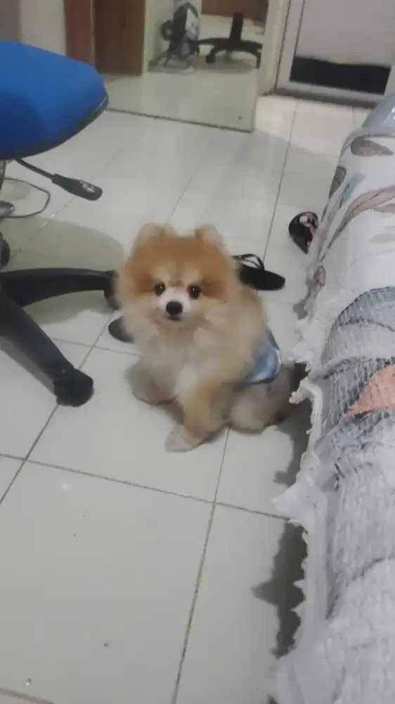 mini pom 4 tahun