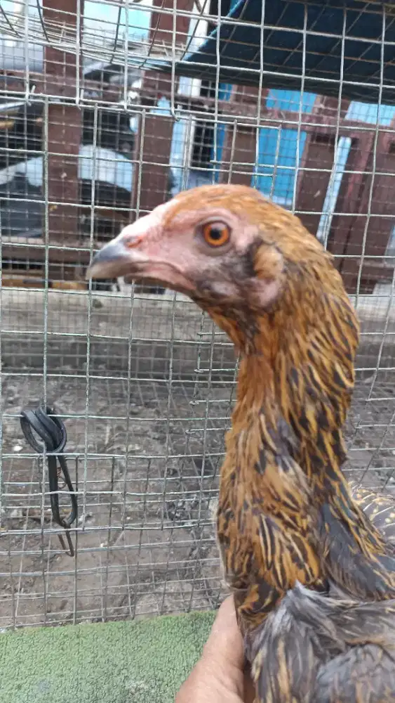 ayam betina dara jenis pama ninja x bangkok