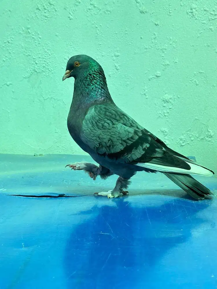 PERAWAT BURUNG MERPATI