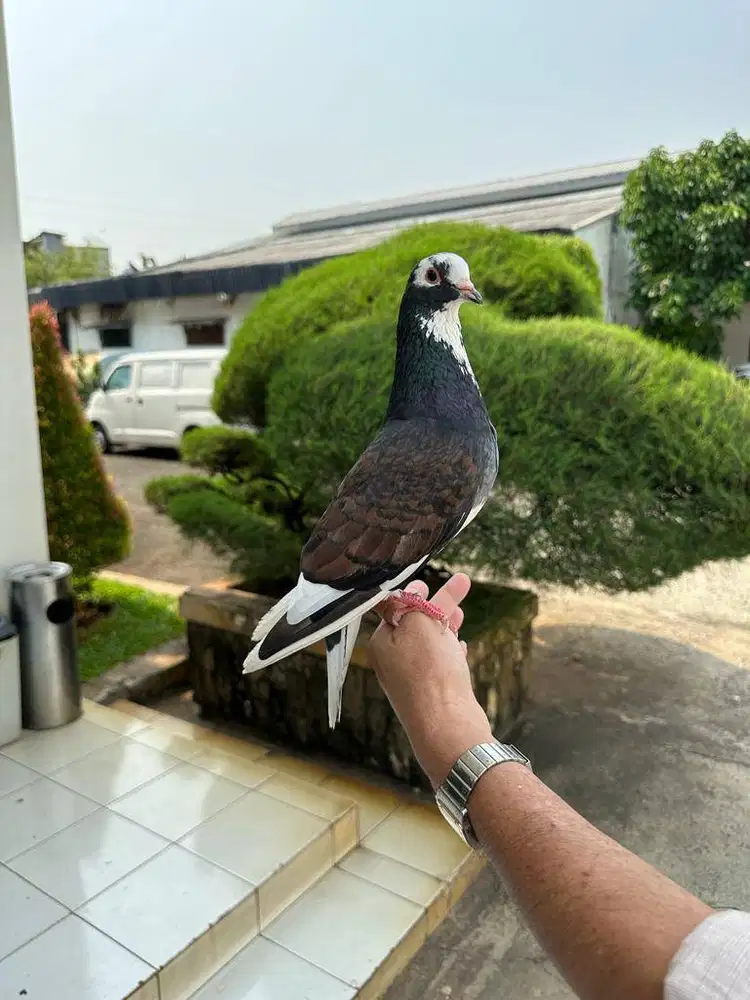 PERAWAT BURUNG MERPATI