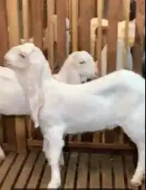 3 ekor cempe anakan kambing etawa senduro 5-6 bln 1 jantan 2 betina ok