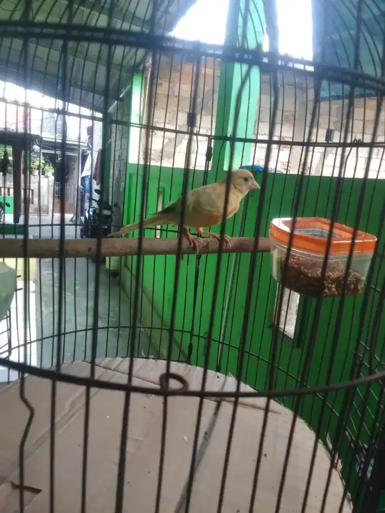 BURUNG KENARI PAUD