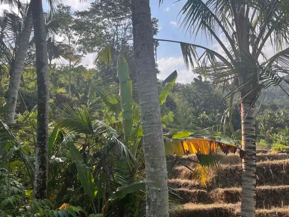 Tanah dengan View Field Rice