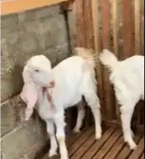 3 ekor bibit kambing etawa senduro 1 jantan 2 betina 5-6 bulanan puas