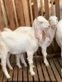 3 ekor bibit kambing etawa senduro 1 jantan 2 betina 5-6 bulanan puas