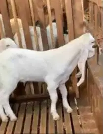 3 ekor bibit kambing etawa senduro 5-6 bln 1 jantan 2 betina rawatan