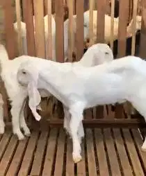 3 ekor bibit kambing etawa senduro 5-6 bulanan 1 jantan 2 betina puas
