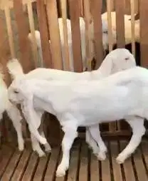 3 ekor anakan kambing etawa senduro 5-6 bln 1 jantan 2 betina rawatan